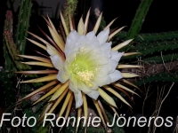 Selenicereus grandiflorus jörgen